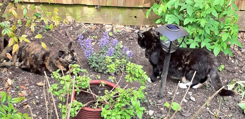 SteerDawn's tweet photo. @TreasuryMog Enjoying the nip (Purrsian Blue) here, thanks for asking #Gladders https://t.co/wgn1dZpmoV