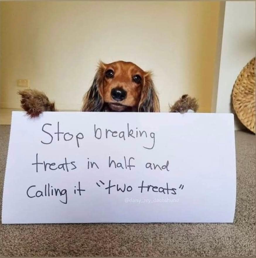 A message from my dog