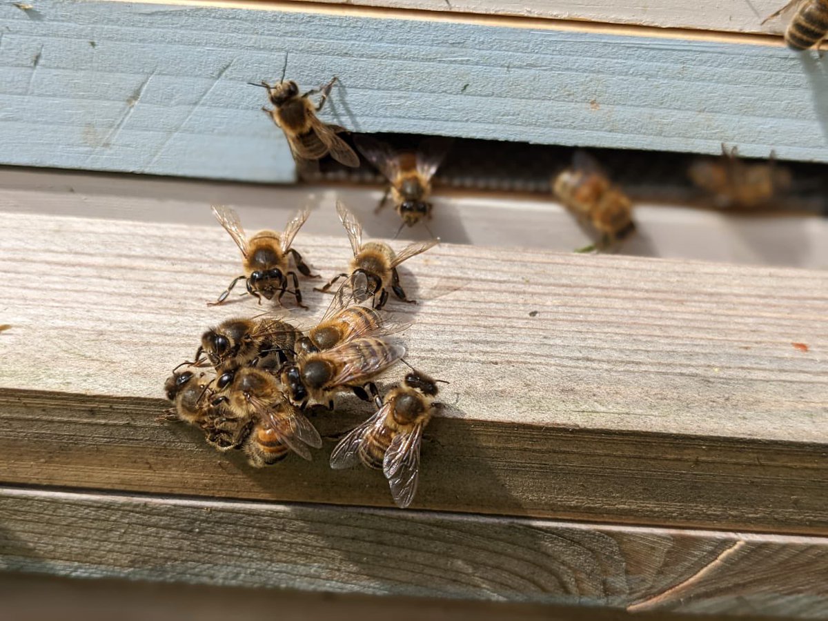 A swarm of 🐝s landed in a tree in EYFS. <a href="/vicki_ann_68/">vicki-ann peacock</a> &amp; <a href="/MrsOBrownlow/">Mrs Brownlow</a> donned their 🐝suits &amp; safely moved the swarm to a box to transport them to a spare hive in our apiary. We are glad that the Queen 🐝 decided to bring her colony to join our Mowmacre Family <a href="/Discoverytrust/">Discovery Trust</a> 🐝