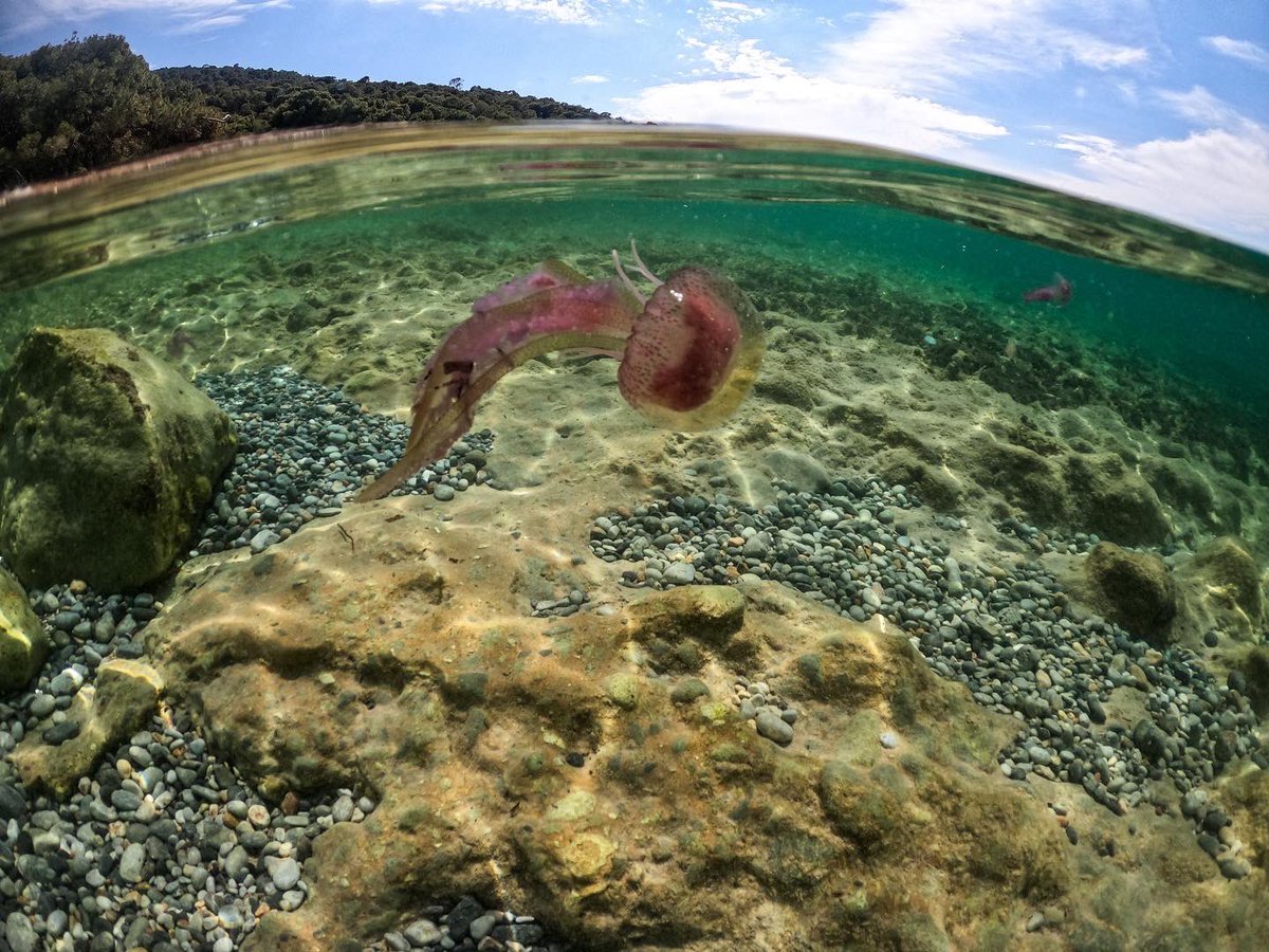Jellyfish! Not great to swim with, but pretty photogenic. 

My favourite pic from recent Greece trip. 🇬🇷

#overunder #goproHERO8 #jellyfish #dome #agistri #Greece #NaturePhotography #sea