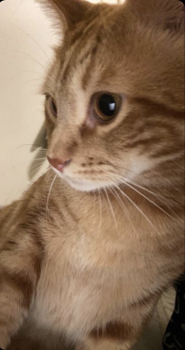 madi_rose47's tweet photo. ginger el gato https://t.co/gWbzjuTKWT