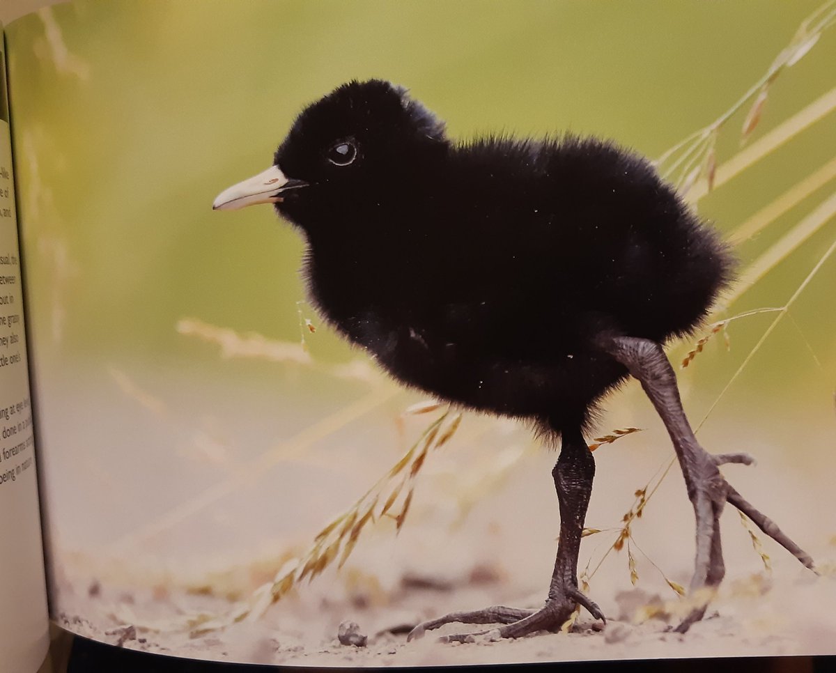 JuxtaJane22's tweet photo. I just had to share these gorgeous pictures with you from my book won in the #CarlBovisComp ...
Top class photography; such a delightful book 🤩... it's already a favourite of mine 😊

 @CarlBovisNature visit Carl's website to purchase his products https://t.co/A5PHzssiZx