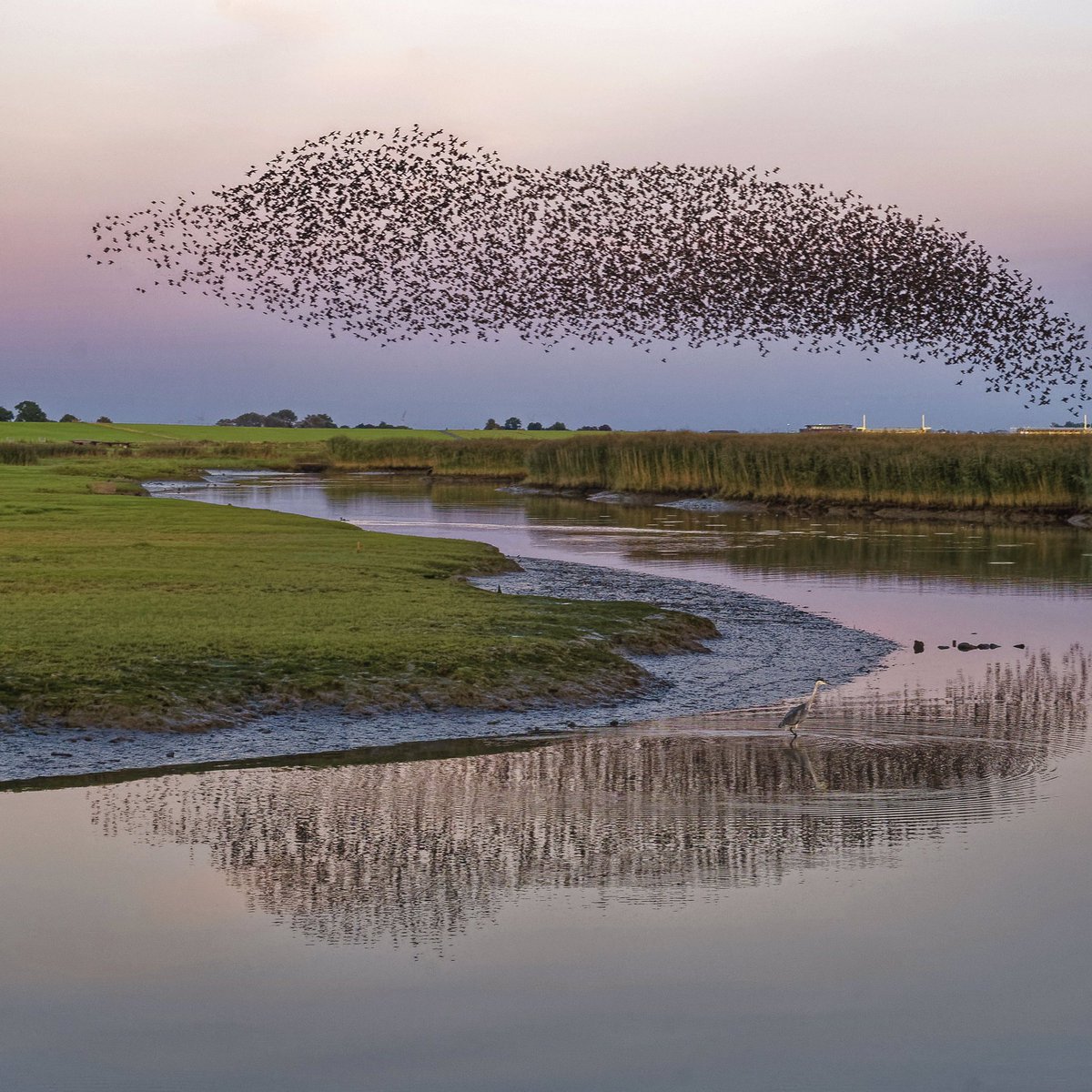 ‘Non sing as purely as those in deepest hell;’

Franz Kafka, Briefe an Milena (Jesenská), published 1952

 Flock of Starlings by gerdtromm / Getty Images ©