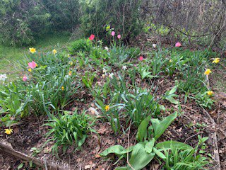 CVCSDCurriculum's tweet photo. CB Book Club has been reading gardening books and decided to put their learning to practice! More updates to come 🌺❤️🖤🤍 🌸@CVCSDWarriors https://t.co/z93wLPhbmA