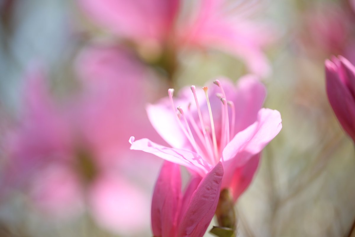 hinata_hugu's tweet photo. おはようございます(/ ･ω･)/

#カメラ初心者 
#自然
#ファインダー越しの私の世界ᅠ 
#キリトリセカイ 
#写真好きな人と繋がりたい 
#花写真
#カメラ好きと繋がりたい   
#お写ん歩
#花散歩
#撮って出し https://t.co/l1LxB2h6wq