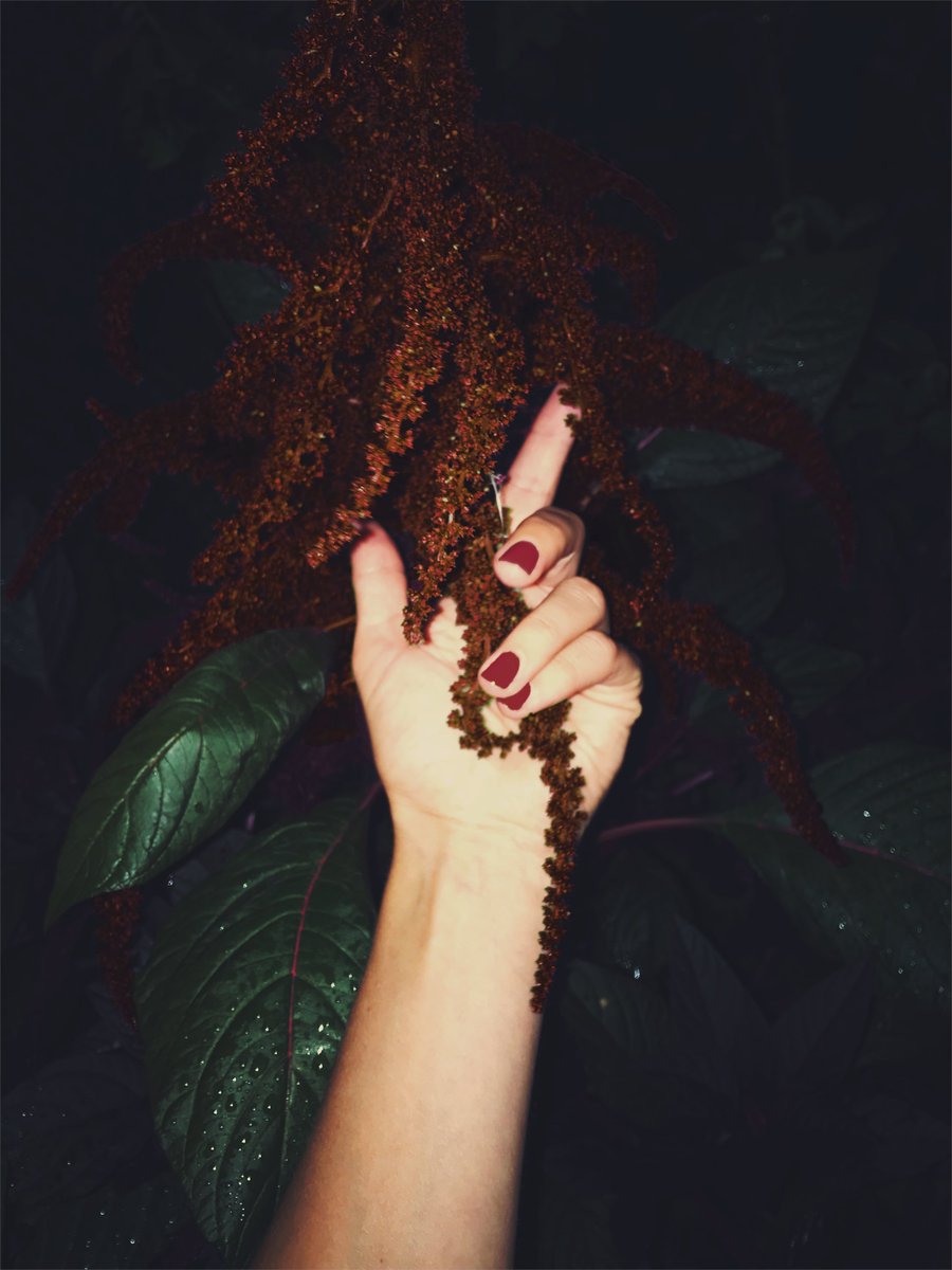 amplehabitat's tweet photo. Always chasing discreet beauty". Nicole Tarasick.

"I use flash photography to document neighbourhood blooms. These images span years and speak to the tension of opposites (Jung) at every given moment, beauty and terror (no feeling is final / Rilke)."  
"Flash Blooms" on opensea https://t.co/dyIEmBZrEv