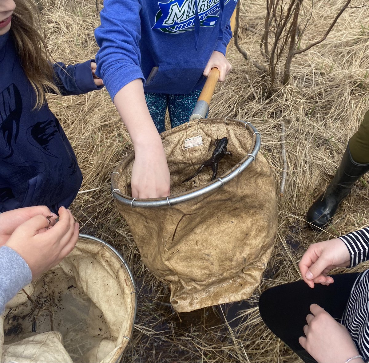 It’s finally spring at Wolf Ridge! I’ve got to spend some time with awesome 5th graders on Frogs &amp; Toads adventures this week- hurray! #teachoutdoorsmn #science #explore