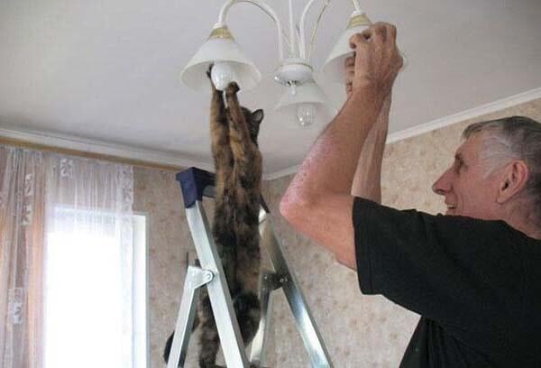 CatWorkers's tweet photo. https://t.co/qI5ExtCGSn