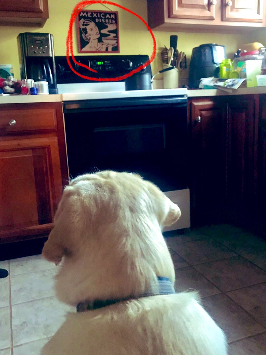 FordandFrida's tweet photo. I know if I bark at this lady enough. She WILL give me cookies. #FordProblems #FordandFrida #dogsoftwitter #lifewithlabs https://t.co/rOPmyUMAat