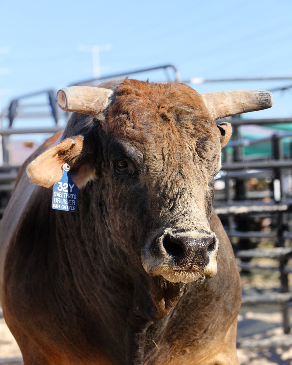 PBR's tweet photo. It is with heavy hearts we learn of the passing of 3X World Champion Bucking Bull SweetPro’s Bruiser. Our deepest condolences to the entire D&amp;H Cattle family. >> https://t.co/svYSZdfq4g https://t.co/7pIhhs0hB1