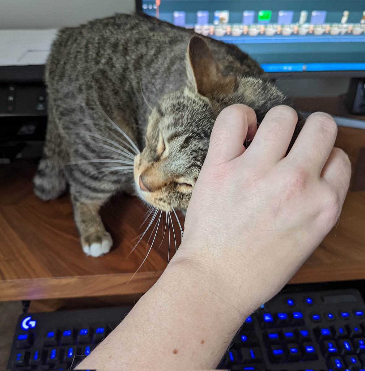 VetMedCorner's tweet photo. Trying to edit the video for this Friday - it's about canine husbandry and enrichment!
This cat has decided he will do all he can to su-purr-vise.
#WhatHelp #Cats https://t.co/7Pw7tNEW8j