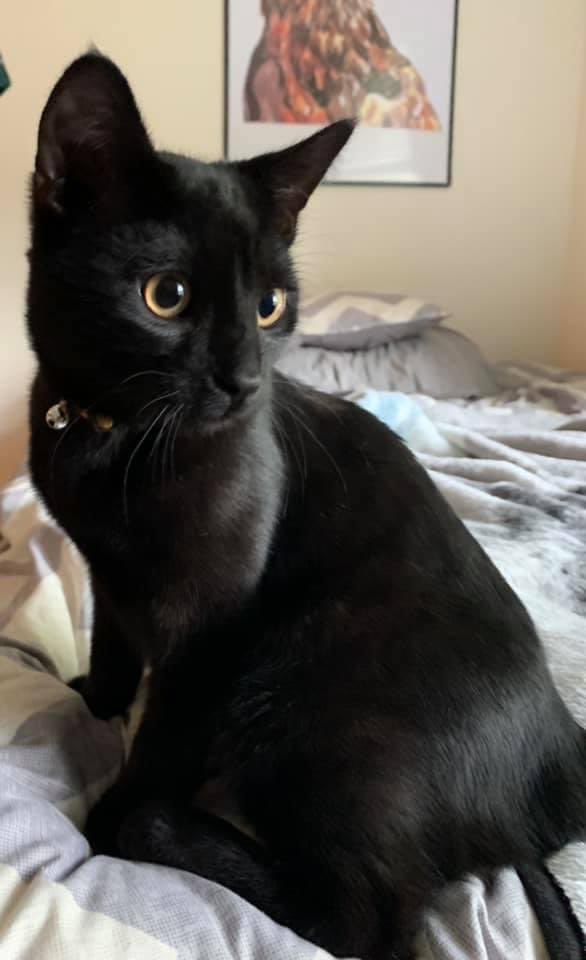 Zineson09's tweet photo. @aliineson @SalemIneson @ralphineson Salem Binx Ineson says hello from the US! https://t.co/lqAv2Jn6vp