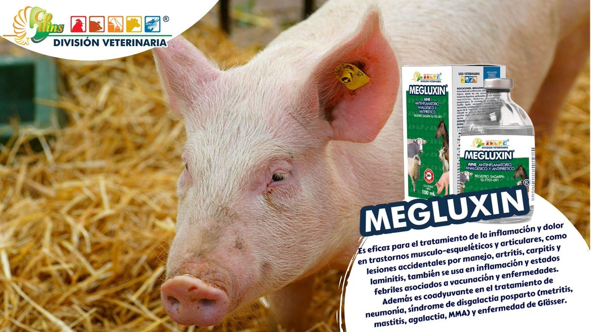 cdveterinaria's tweet photo. MEGLUXIN, antiinflamatorio no esteroidal, no narcótico, de acción analgésica y antipirética. Si quieres conocer más beneficios de este producto, contáctanos y  síguenos en nuestras redes sociales. #FelizMartesATodos https://t.co/9TGUTBuF5j
