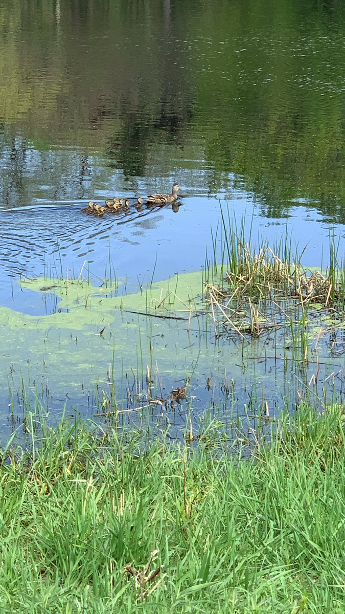 Under the direction of <a href="/mrscienceman/">Adam Haisman</a>, we were able to successfully relocate our “honorary” Falcons to Running Park! <a href="/bloomington_mn/">City of Bloomington</a> Mamma and the 12 littles are doing well! Nature rocks! #grateful
