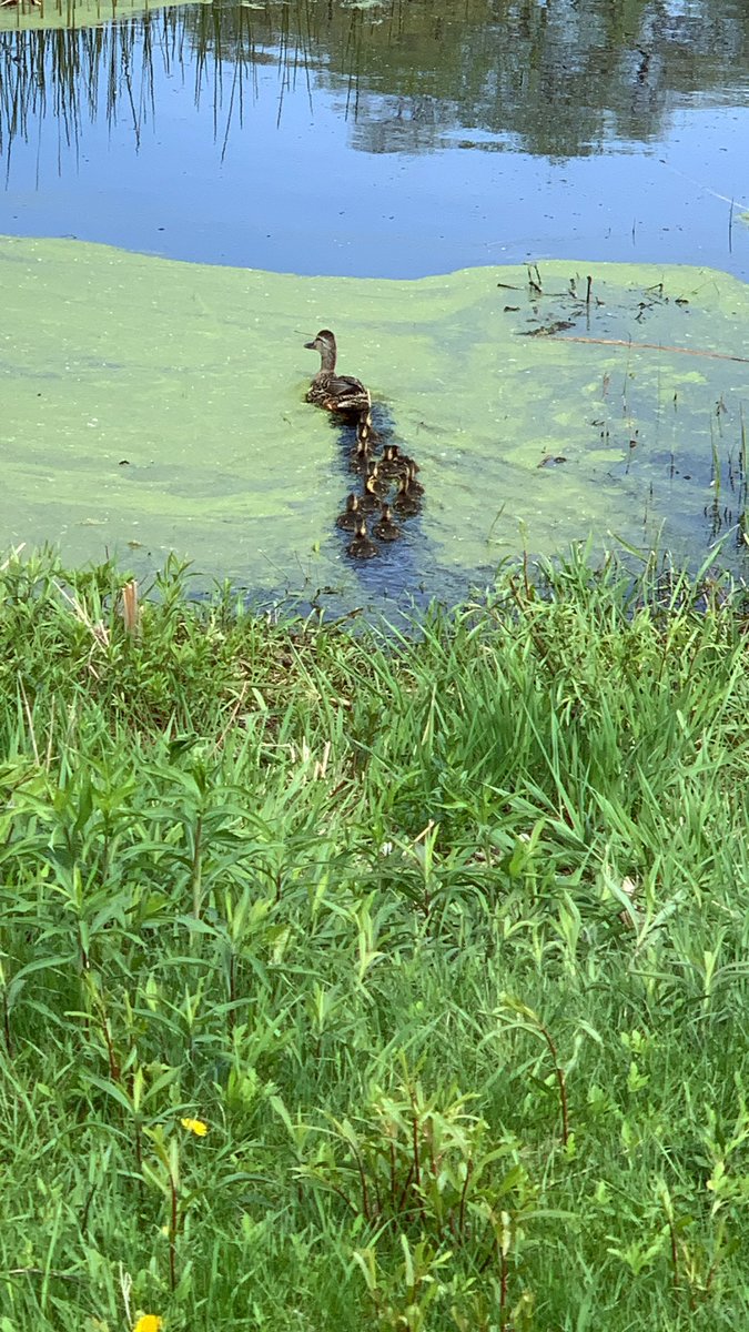 VogelsVoice's tweet photo. Under the direction of @mrscienceman, we were able to successfully relocate our “honorary” Falcons to Running Park! @bloomington_mn Mamma and the 12 littles are doing well! Nature rocks! #grateful https://t.co/NH5nUyY6gq