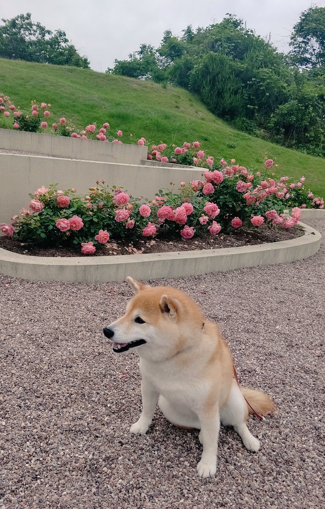 花咲きファーム Twitter Search Twitter