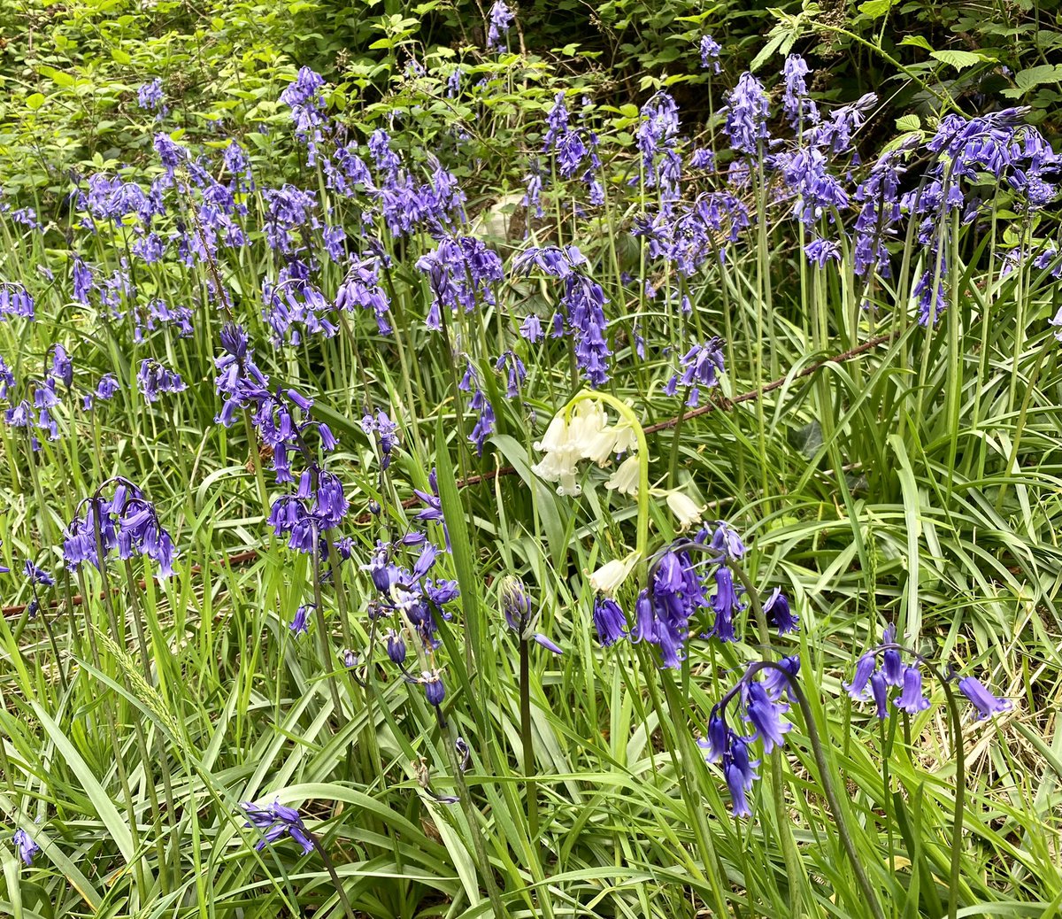 Bombora_'s tweet photo. A bit like sitting in the โaway endโ in a local sporting derby.
#whitebluebells https://t.co/5KbaKUOFJ0