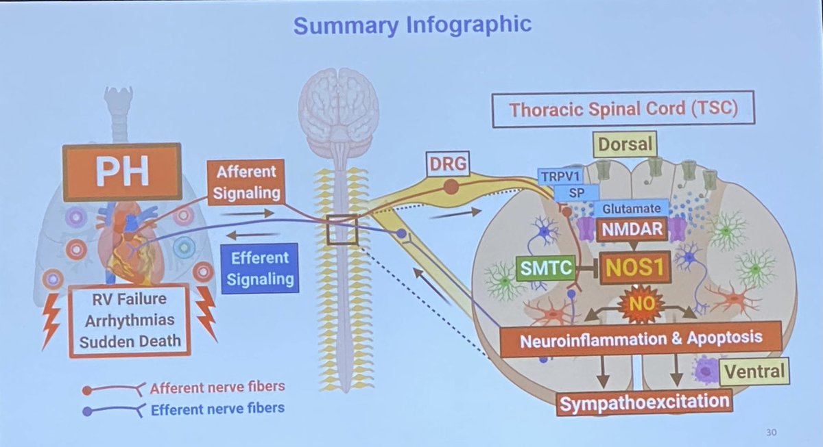 bmprii's tweet photo. Exciting data and beautifully presented by @asifrazee on role of neuroinflammation and apoptosis in the thoracic spinal cord as a modulator of RV failure in PH #ATS2022 https://t.co/JJr4RlxmA2