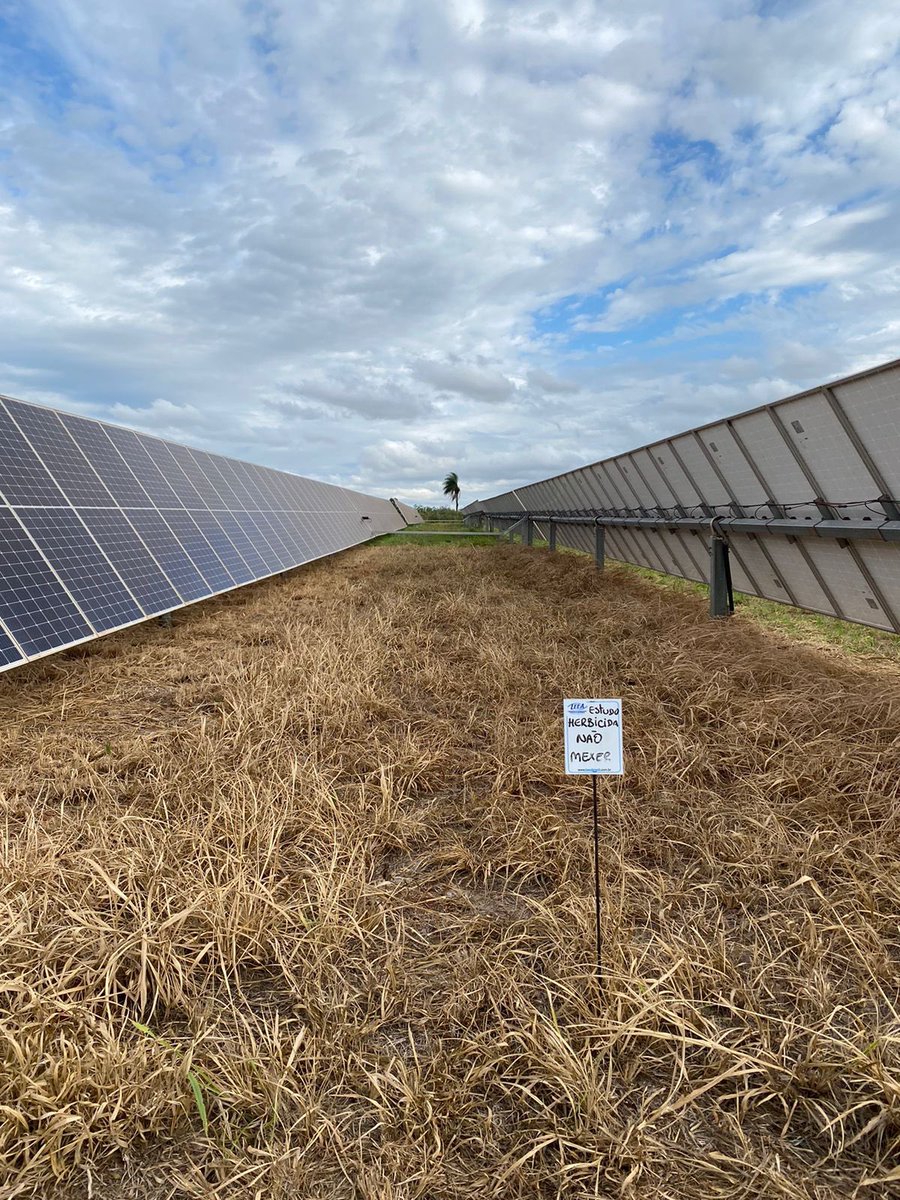 LeeaBrasil's tweet photo. Controle químico de plantas daninhas em usina solar: Depois da aplicação e Antes da aplicação. O excesso de plantas daninhas prejudica na:Captação de luz, Geração de energia, Movimentação das placas. O Leea realiza o controle de plantas daninhas em usina solar com herbicidas https://t.co/6OxyTA5731
