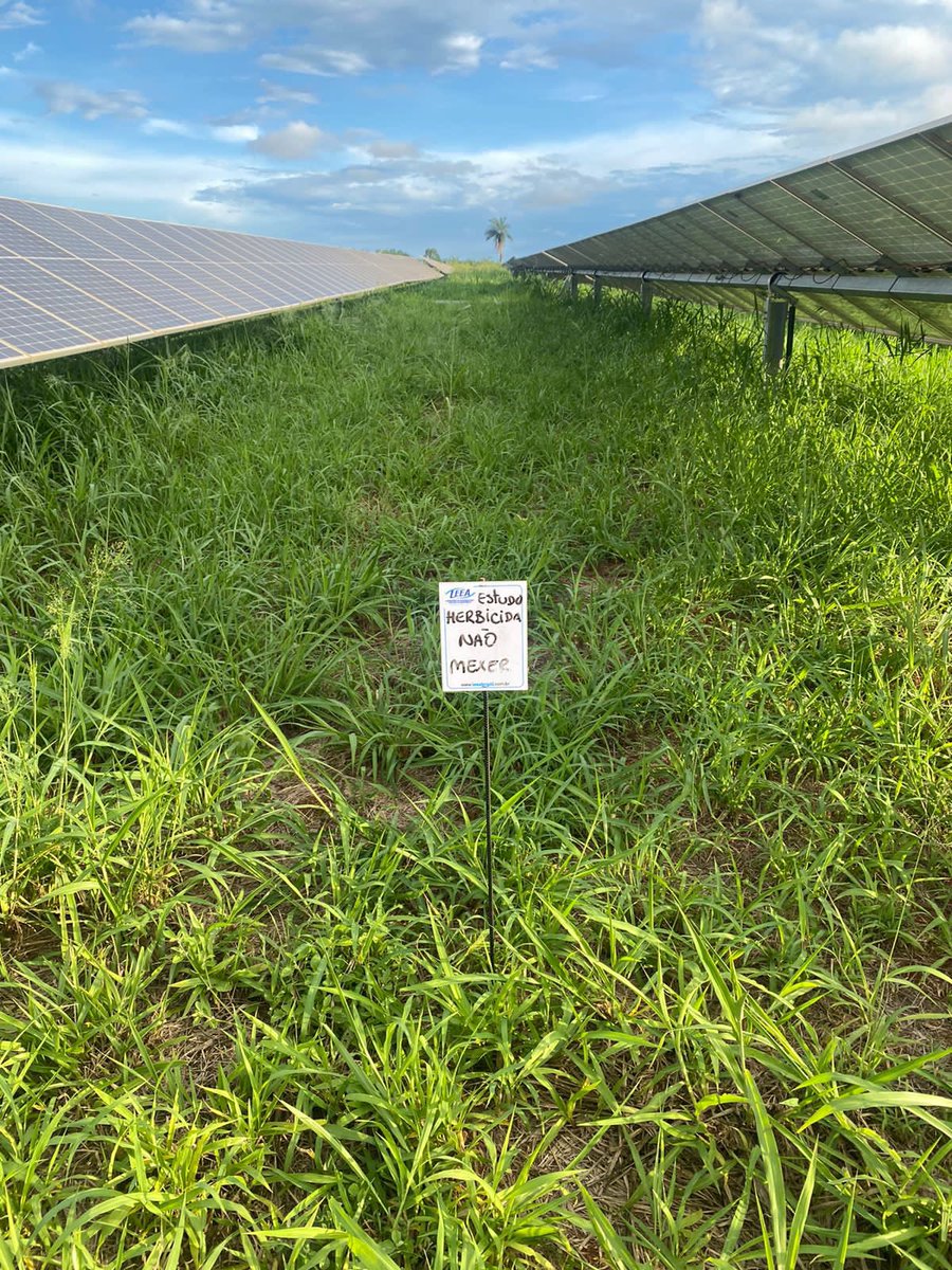 LeeaBrasil's tweet photo. Controle químico de plantas daninhas em usina solar: Depois da aplicação e Antes da aplicação. O excesso de plantas daninhas prejudica na:Captação de luz, Geração de energia, Movimentação das placas. O Leea realiza o controle de plantas daninhas em usina solar com herbicidas https://t.co/6OxyTA5731
