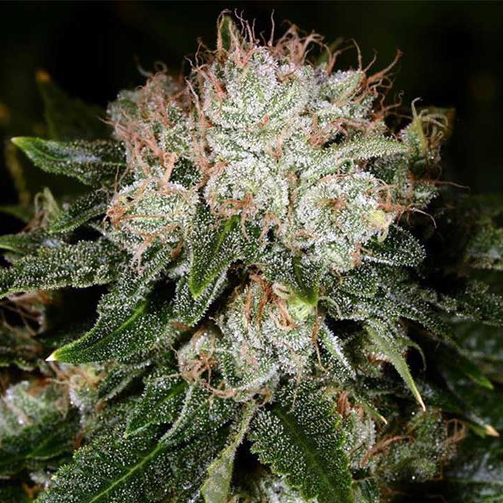 Cannabis_Promos's tweet photo. Bruce Banner 💚 https://t.co/7fxMQJjcCZ
