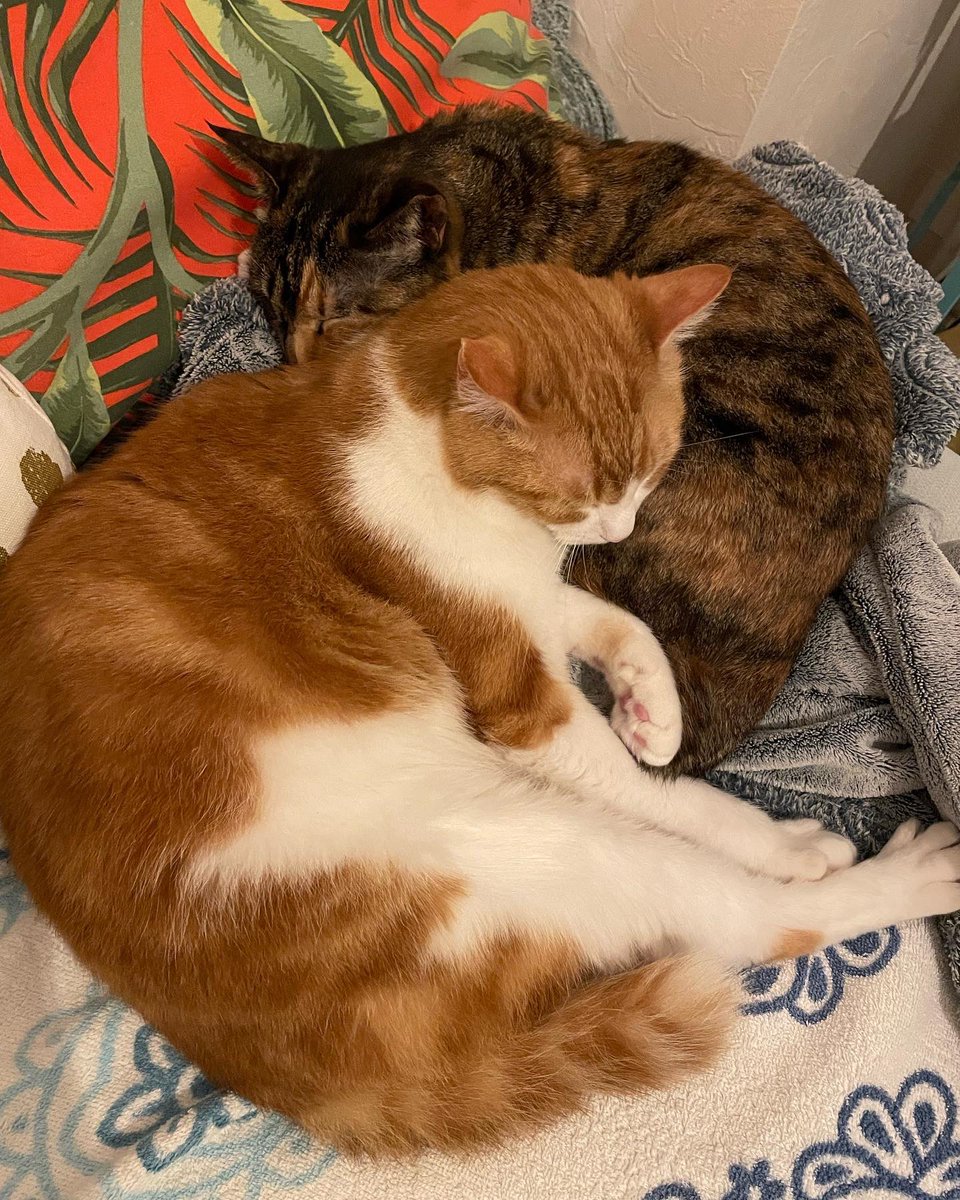 AiOzaki3's tweet photo. 呼ぶとなーにー？
だけど何も無いとわかると寝😂
 #ねこ  #猫好きさんと繋がりたい  #猫のいる暮らし  #保護猫  #cat  #cats  #CatsOfTwitter https://t.co/fmlqmBSH1r