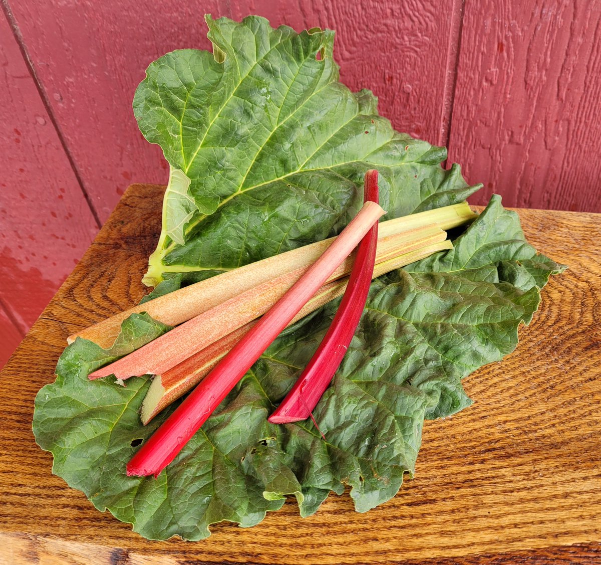 lattinfarms's tweet photo. Fresh Rhubarb available. https://t.co/ygnmIHOAkg