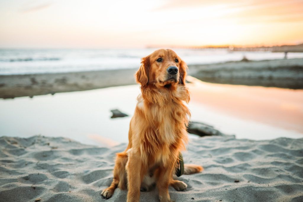 animals_tips's tweet photo. Want a #dog but aren’t sure which breed is right for your family? Check out these top seven dogs to train if you want a puppy who will listen to your commands from #PetsandAnimalsTips: https://t.co/VjLTzwNvhb https://t.co/BHa7BwBie7