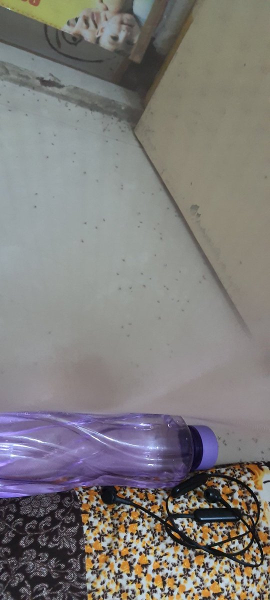rohangupta995's tweet photo. This is what we deal with every single night, the only reason we ask for everyday pest fumication. Mosquitos are simple unbearable
@CommissionrGHMC @GHMCOnline @HMDA_Gov https://t.co/fMxDRnUtqb