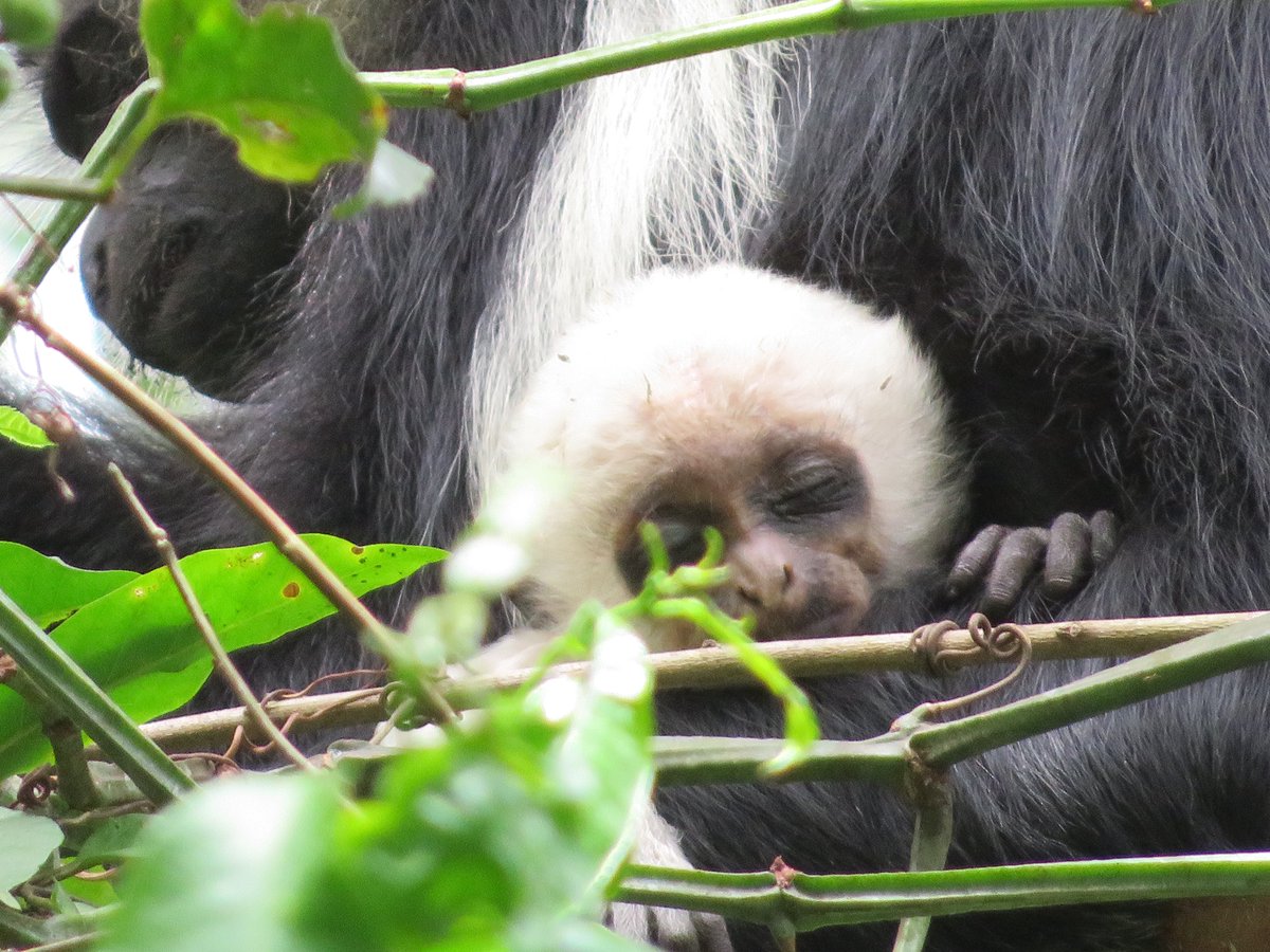 sammstead's tweet photo. First shared lead co-authorship was a success! Check out our review on how social status could impact sleep in mammals💤🐭🐒🐺🐴

Congrats to co-authors Eve Smeltzer, @mfli18, @Primalprimate, @tamarakumpan, @Teichroeb_Lab 

https://t.co/P2yReXmNM9 https://t.co/FwjJYoo0VT