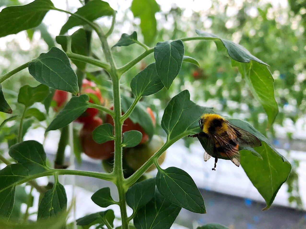 いずも農園 Choutomato Twitter
