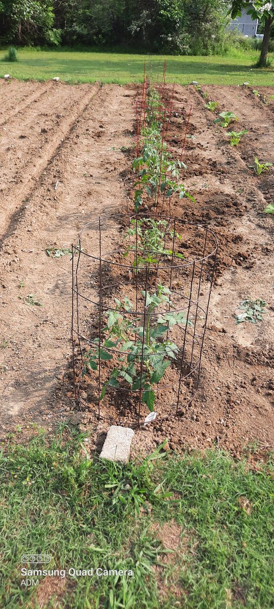 19bigsister72's tweet photo. Fourth row in. Tomatoes. Took two hours. I tried to plant them deep, but about a foot down, straight clay, so I hack out as much as I could. I am wiped out. #Gardening #GrowSomething #BecauseFood https://t.co/qxUMOlM95A