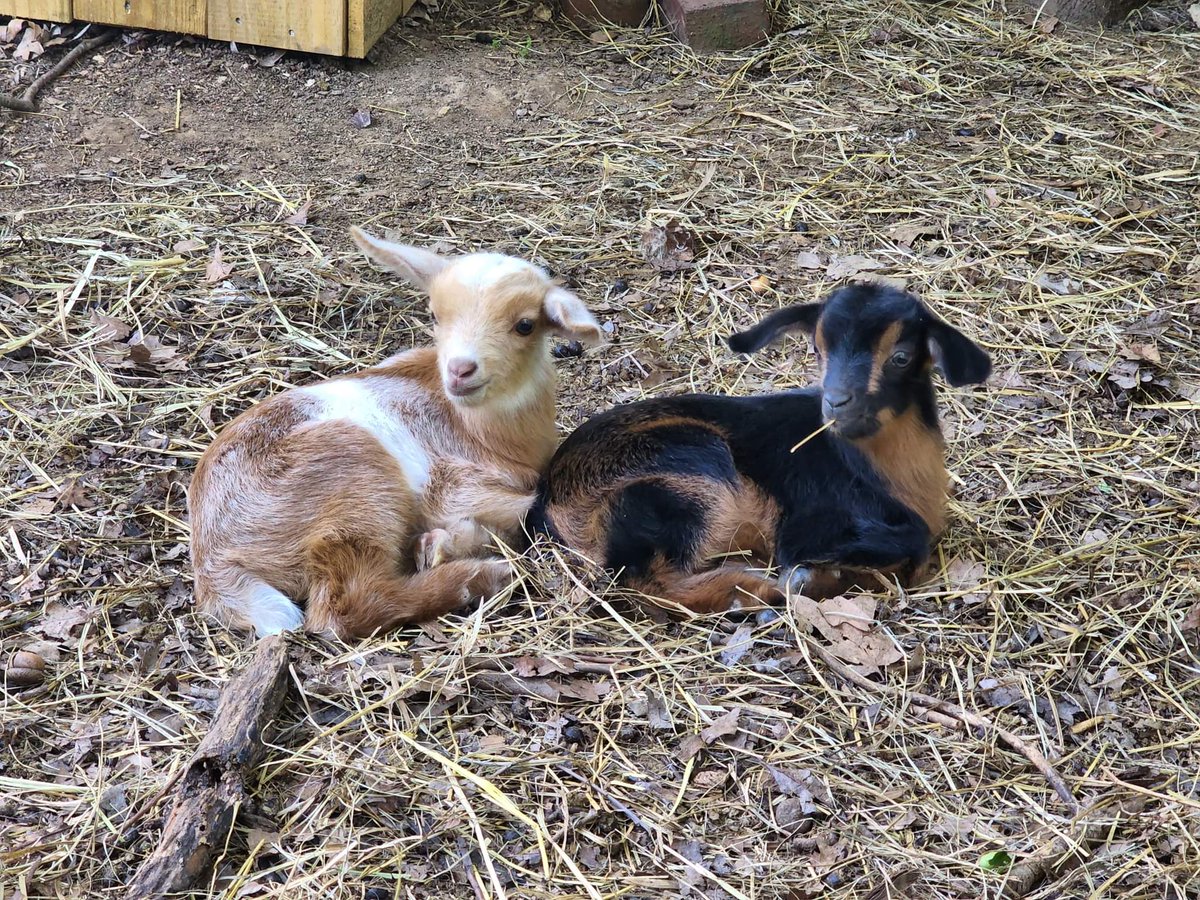ProbablyFox's tweet photo. Goats! Them! https://t.co/0JbFNPItfW