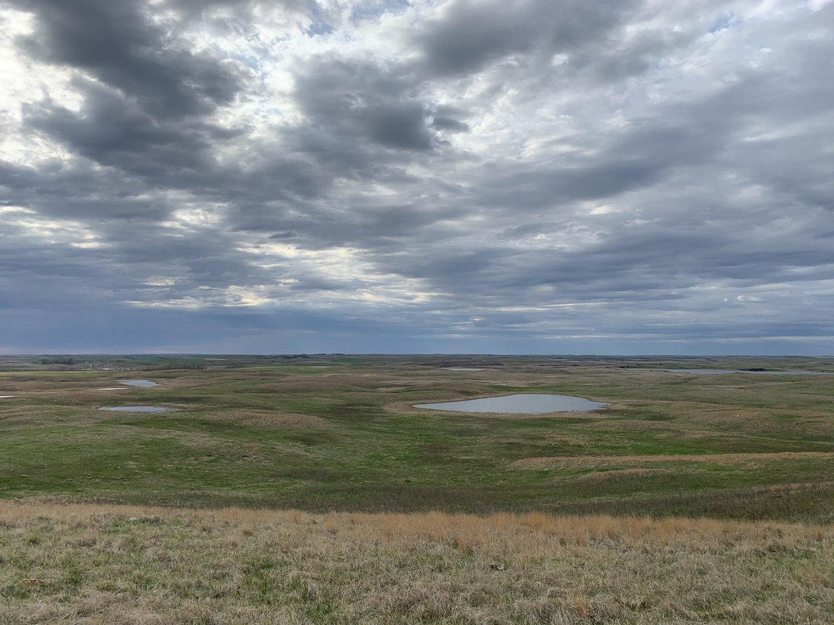 TjLinder's tweet photo. A little less dry and a little more green out on the prairie today (left) than one exact year ago (right). A little warmth in the coming days and weeks will do a lot for the prairies, but they’re in much better shape already! Looking forward to whats in store for the summer! https://t.co/xFjMiomPQl