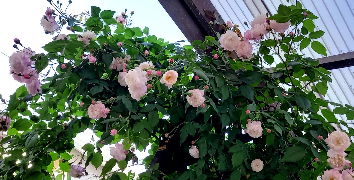 ETJFKD's tweet photo. 日射したっぷり汗ばむ陽気らしい😊 #Spectabilis https://t.co/7Ok7997s3Z