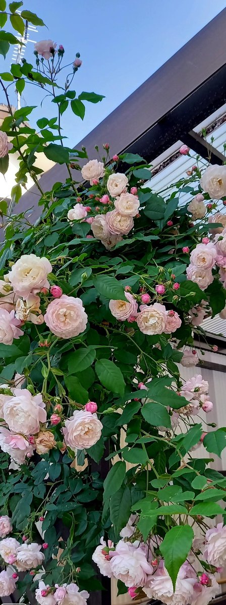 ETJFKD's tweet photo. 日射したっぷり汗ばむ陽気らしい😊 #Spectabilis https://t.co/7Ok7997s3Z