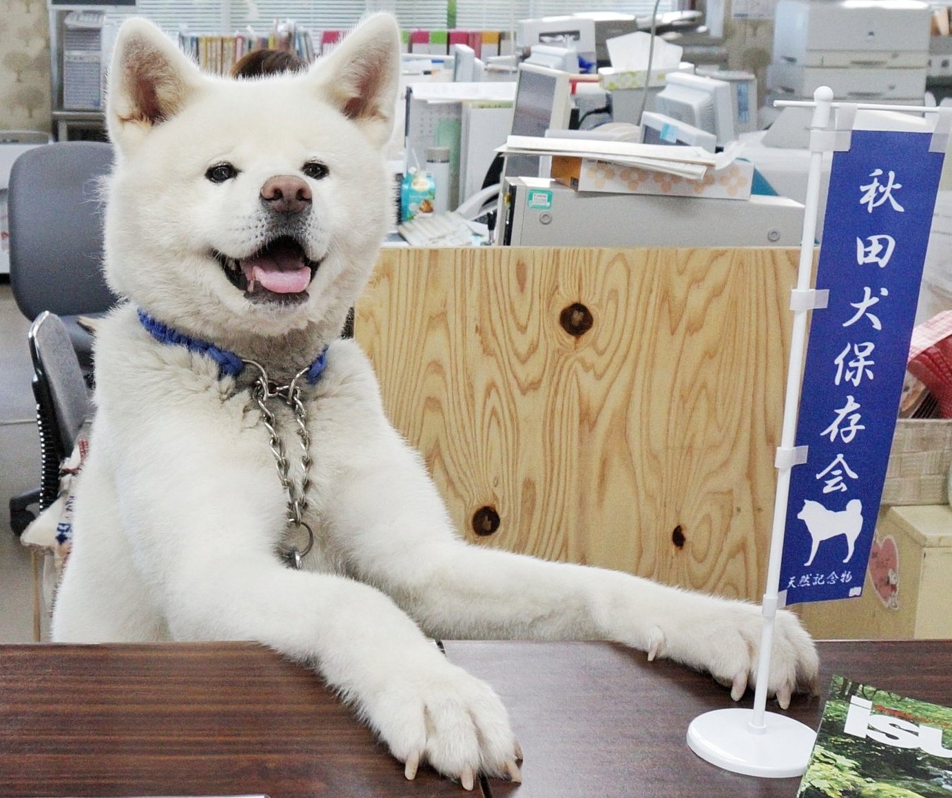 あきほ 秋田犬会館 成犬のメスで25 35キロ 成犬のオスで30 40キロくらいにはなります 個体差があるので小さい子もいます 4枚目のくろべえと銀ちゃんは小柄なので小さいですがそれでもキロは超えてます T Co B6tamdsdlf Twitter