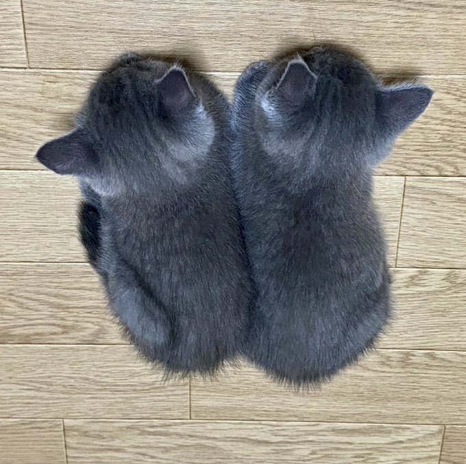兄弟2匹 子猫からずっと変わらずシンクロ寝 寄り添い成長した保護猫のビフォーアフターに感動 ジーンとした まいどなニュース