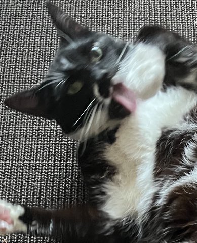 Ms_Lilith999's tweet photo. 😝 😹😹😹😹 #CatsOnTwitter #CatsOfTwitter #FunnyPosting https://t.co/zv6IwqAK1r