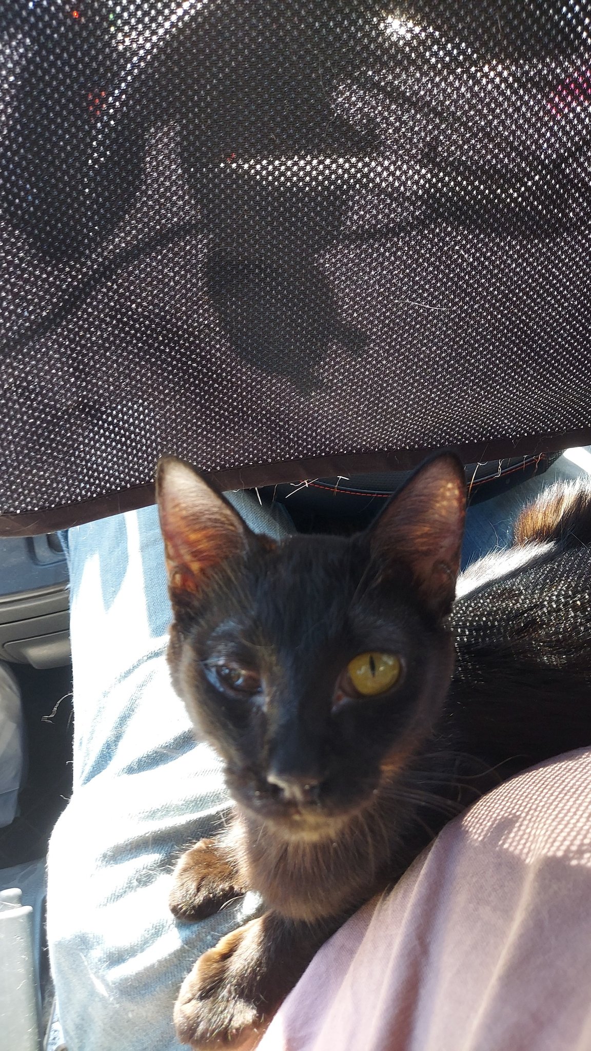 猫カフェfivecats ファイブキャッツ 青森にある猫カフェ 子猫のへや