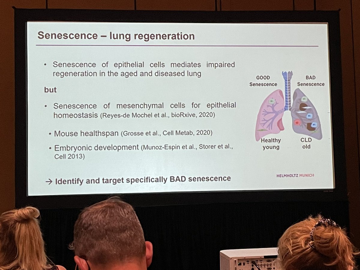 Excellent talk on the role of senescence in #COPD and impaired regeneration of #Lung by Mareike @Mkg_Lehmann in the #ATS2022 @ATS_RCMB @HelmholtzMunich