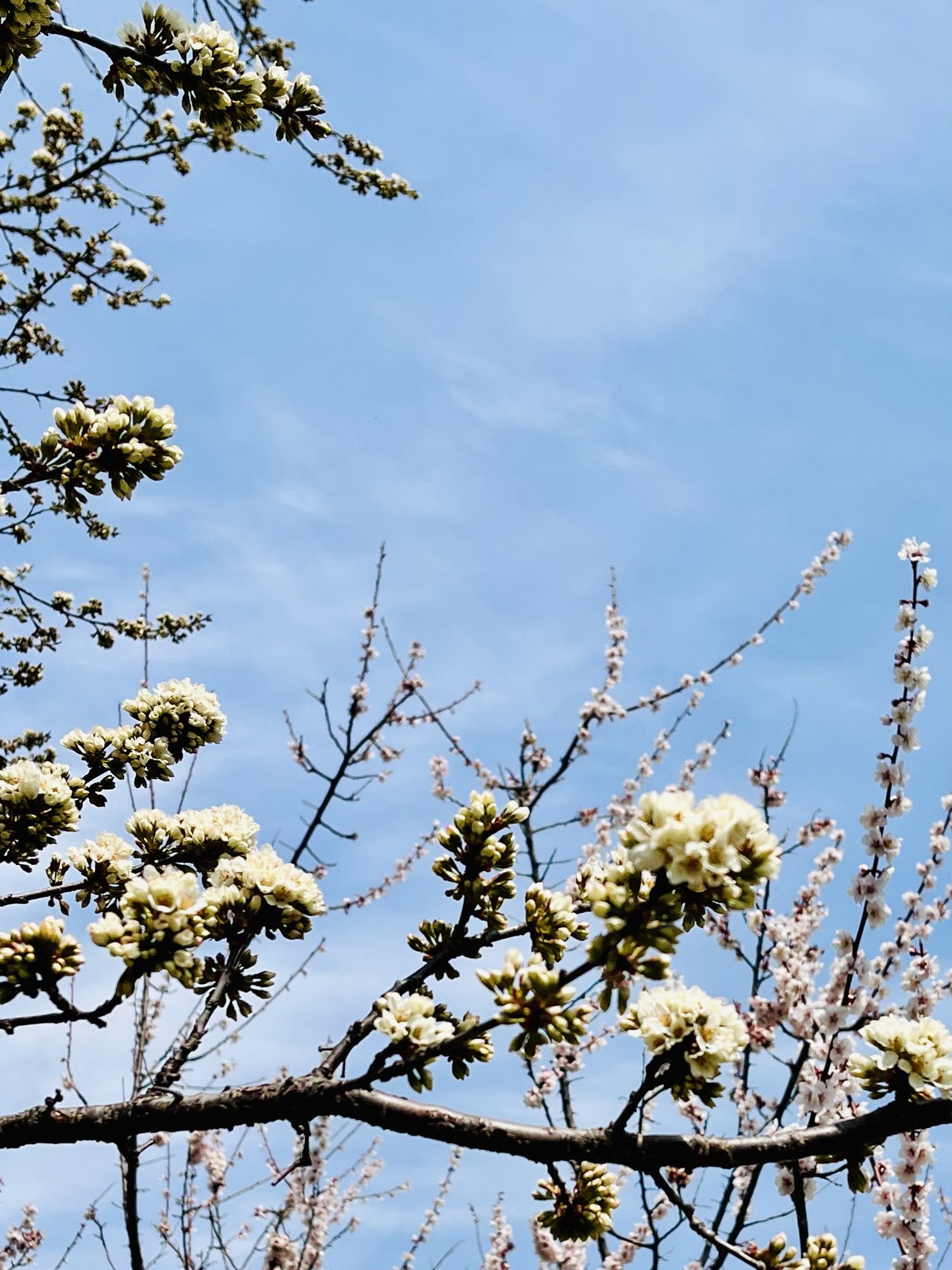 月見うさぎ おはようございます スモモ Tlを花でいっぱいにしよう キリトリセカイ 写真撮ってる人と繋がりたい 梅 手前がすもも 奥の薄ピンクは梅です T Co Jhnhyhxdx5 Twitter