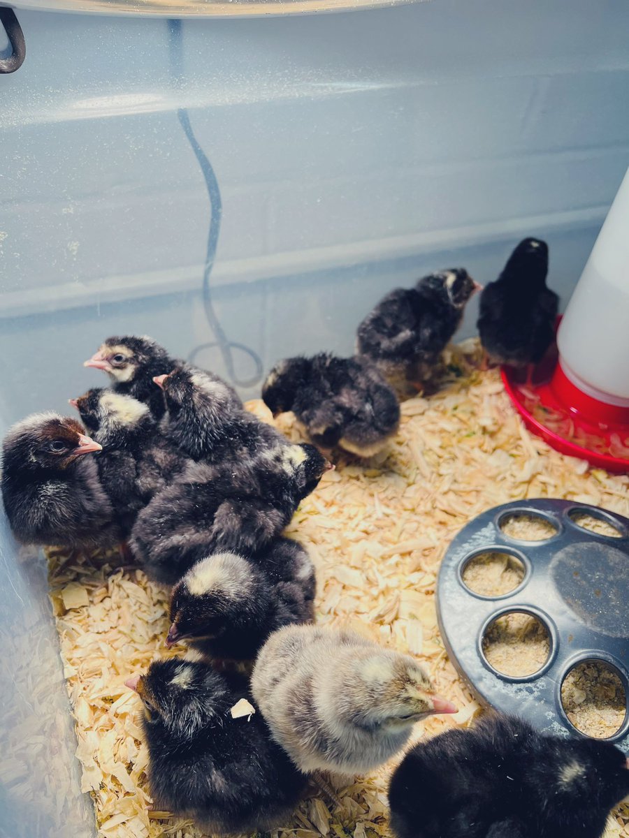Miss_Arabio's tweet photo. After learning all about baby animals, our class had a special afternoon meeting some new furry friends!🐣 https://t.co/0q79ezxkw1