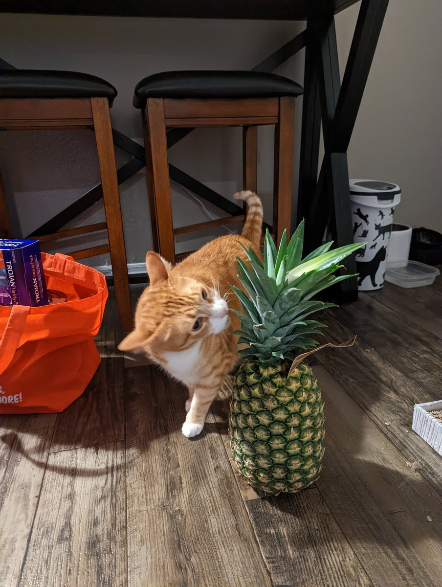 AntiAntixx's tweet photo. Simba has found 🙌 ✨🍍✨ 🙌 https://t.co/KnWTB5ZhoM