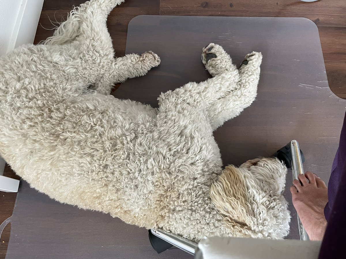 JHGLab's tweet photo. #grantwriting and she is clearly #keypersonnel 🐶💕👩🏻💻🐾 #AcademicTwitter #dogsoftwitter https://t.co/9QxIVir4OG