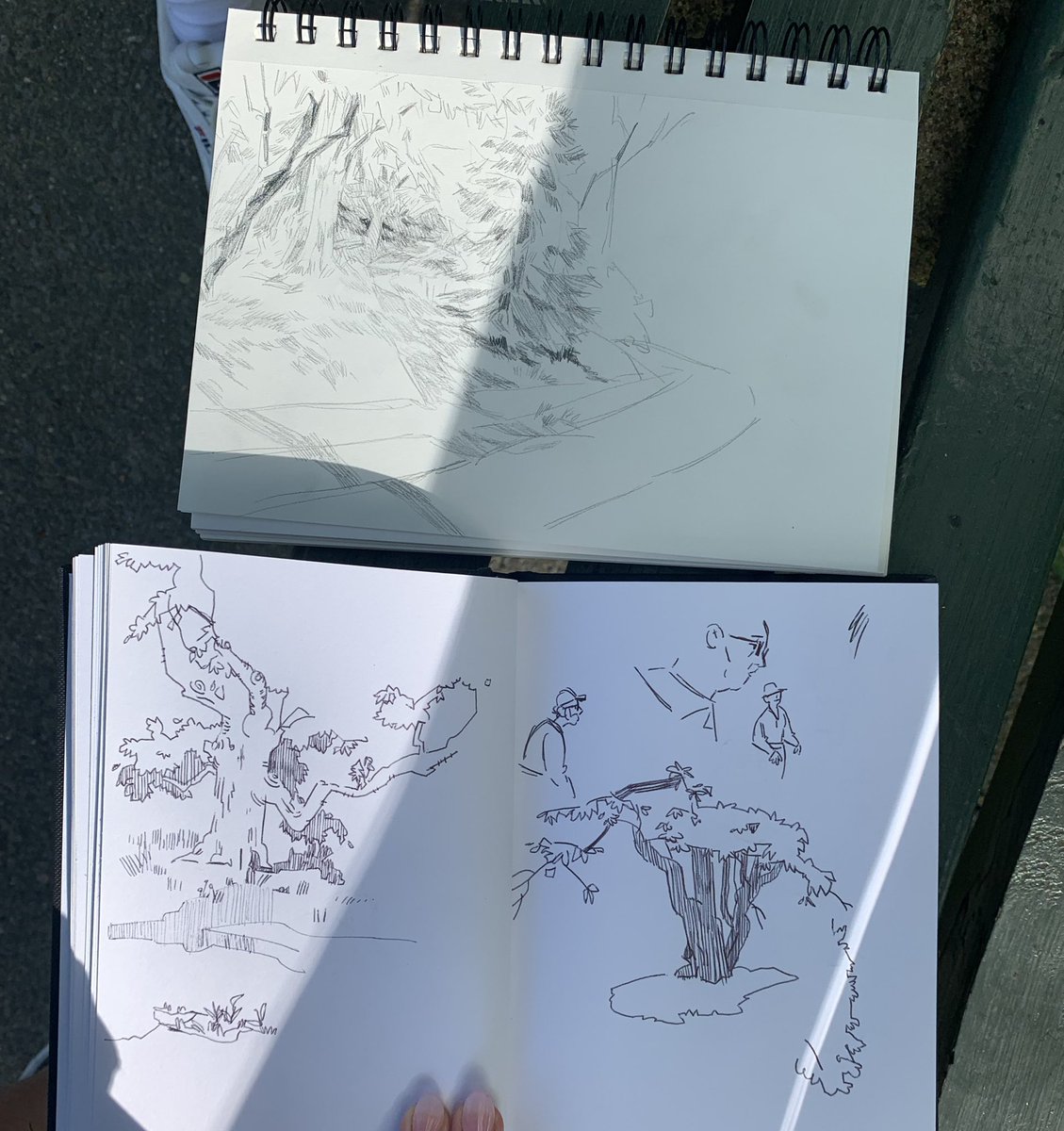 drew some trees w the iconic <a href="/allisonzart/">allison zheng</a> in arnold arboretum 😎