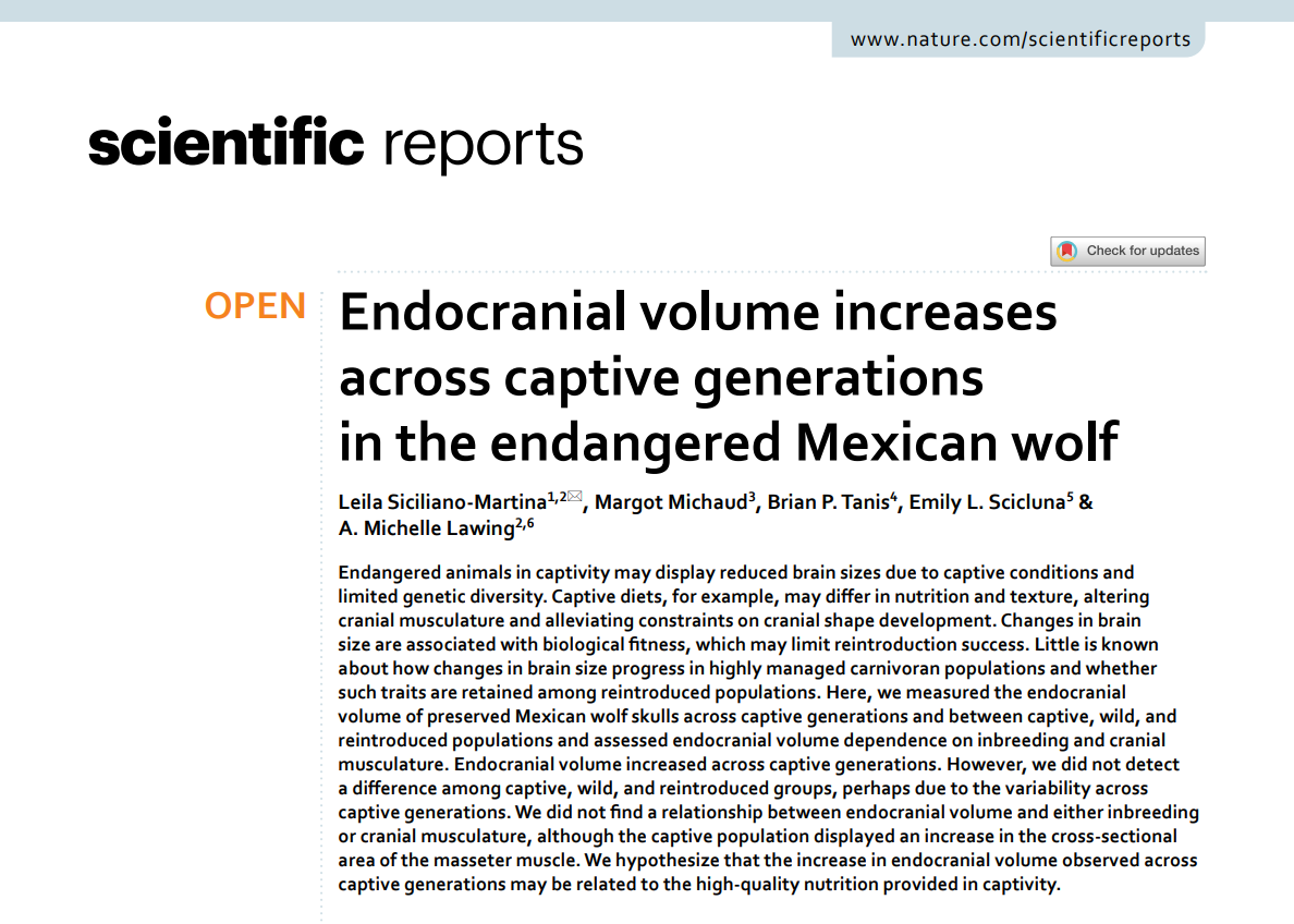 1/2 Look Twitter! I took a brief intermission from #carnivorous #marsupials to look at placental #carnivores! #Fattaileddunnarts vs #wolves... can you imagine?
Carnivore #skulls and #endocranialvolume often show the same trends in #captivity… but we found something different! 🐺