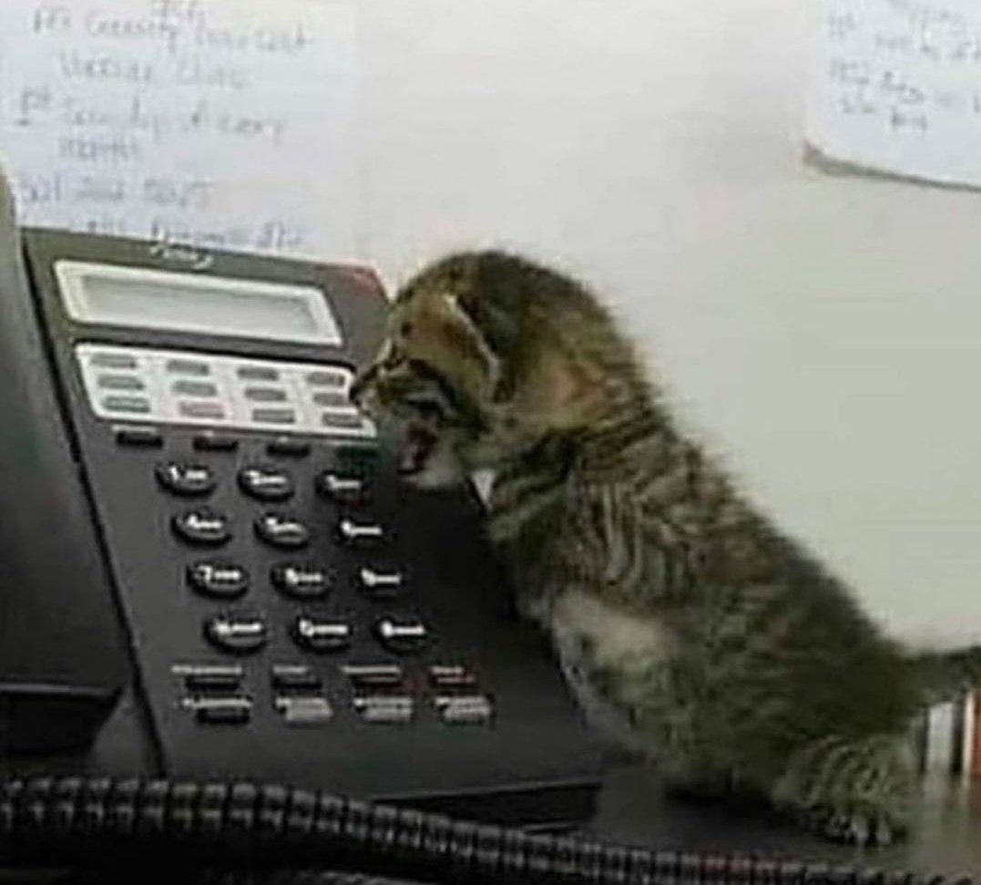 malacarasev's tweet photo. YO EN LA COL INTENTANDO HASERME RESPETA PERO SOLO DIGO MIAUU MIAU ASIN ES MI VIDA https://t.co/iyXBTilvsL