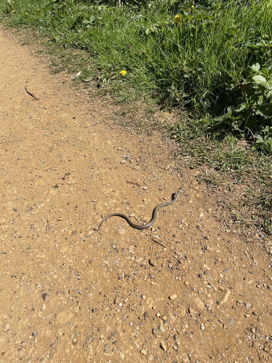 TheGothHippy's tweet photo. @JT_Grobler Similar though not nearly as deadly experience on my morning walk… https://t.co/liKGFUb8X2