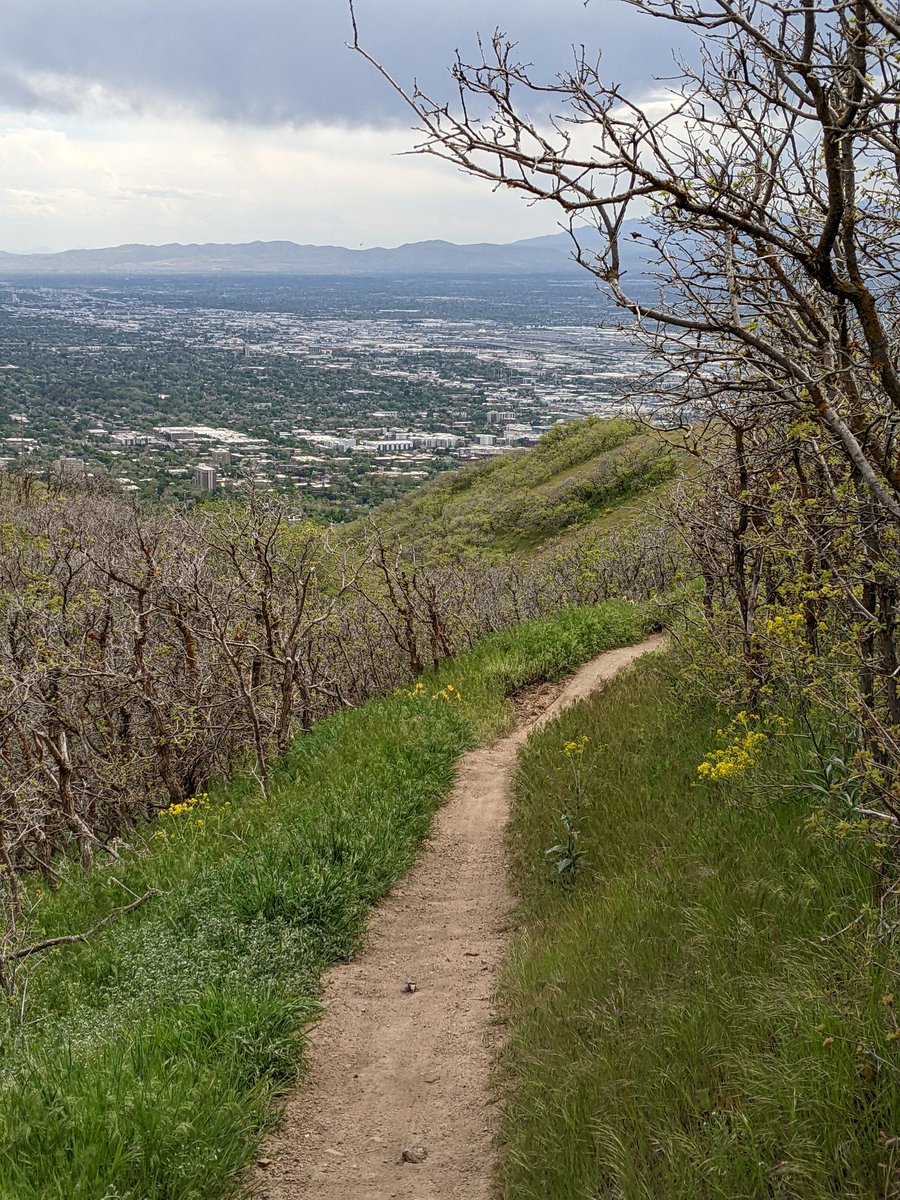 ProfessorPowder's tweet photo. Some examples of how vegetation is growing in around the new bike trails in the Avenues foothills.

It's time to start construction again. https://t.co/Lanx7glNYX